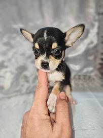 Chihuahua mini cucciolo m3