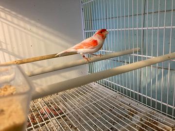 Canarini rosso mosaico