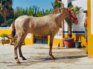 Cavallo Andaluso
