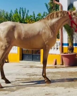 Cavallo Andaluso