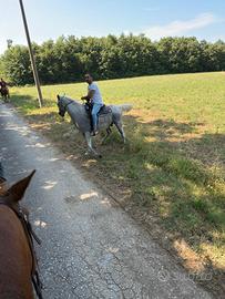 Cavallo arabo