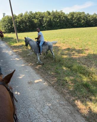 Cavallo arabo