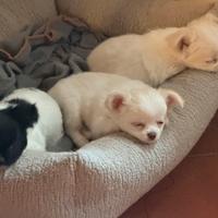 Cuccioli Chiuaua