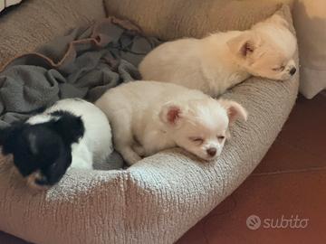 Cuccioli Chiuaua