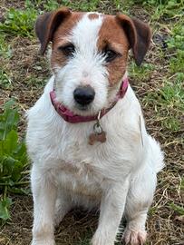 Jack rusell terier pedigree enci