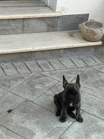 Bulldog francese