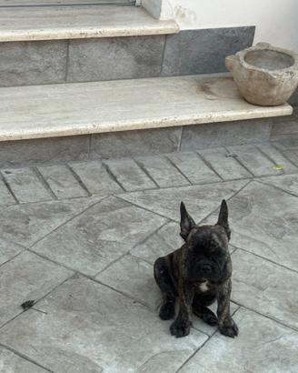 Bulldog francese