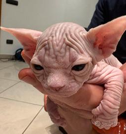 Cucciola di Sphynx