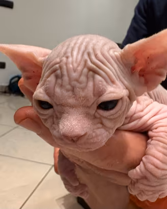 Cucciola di Sphynx