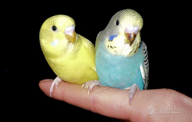 Cocorite allevate a mano