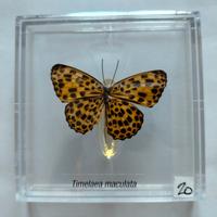 Farfalla da collezione.