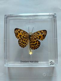 Farfalla da collezione.