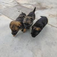 Cuccioli di pastore tedesco
