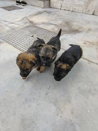 Cuccioli di pastore tedesco
