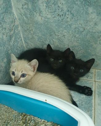 3 Gattini da vendere