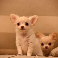 Chihuahua femmina pelo lungo