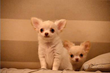 Chihuahua femmina pelo lungo