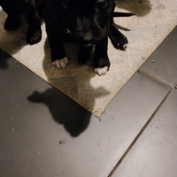 Cuccioli amstaff