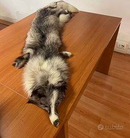 Stola di volpe intera