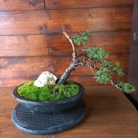 Bonsai di ginepro