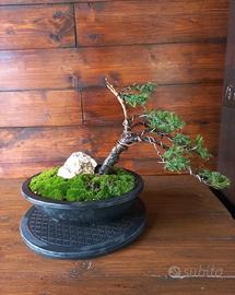 Bonsai di ginepro