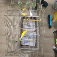 Quattro canarini con gabbia