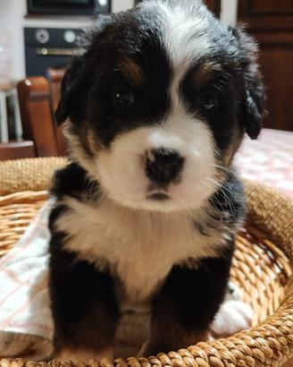 Cuccioli di Bovaro del Bernese