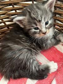 Cuccioli di gatto norvegese delle foreste