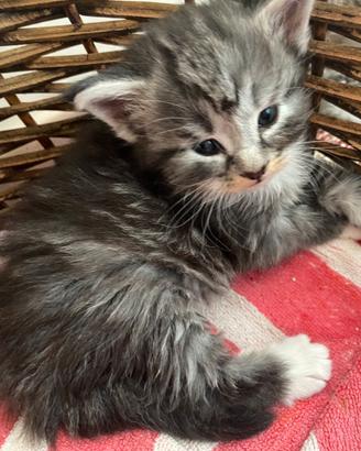 Cuccioli di gatto norvegese delle foreste