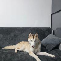 Husky femmina di 1 anno