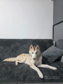 Husky femmina di 1 anno