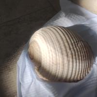 conchiglia marina naturale 