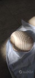 conchiglia marina naturale 