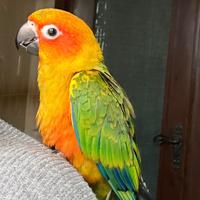 Conuro del sole
