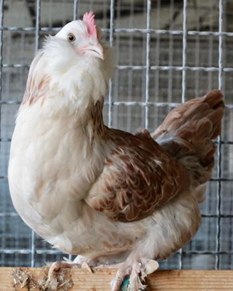 Galline ornamentali