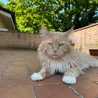 Maine coon maschio per accoppiamento