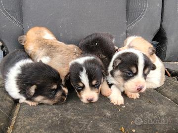 Welsh Corgi Pembroke pedigree ENCI