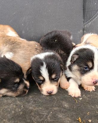 Welsh Corgi Pembroke pedigree ENCI