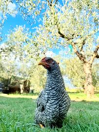 Gallo Amrock