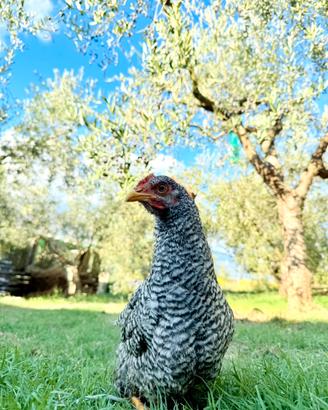 Gallo Amrock