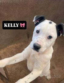 Cuccioli futura taglia media