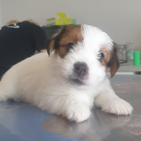 Cuccioli Jack Russell Terrier