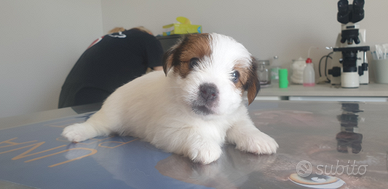 Cuccioli Jack Russell Terrier