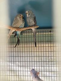 Coppie e singoli di cocorite varie mutazioni