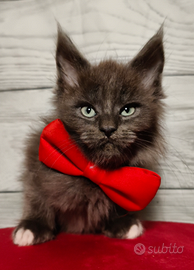 Cucciola Maine Coon Blue