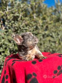 Bulldog francese