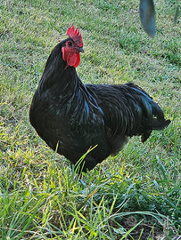 Coppia austrolop gallo marans
