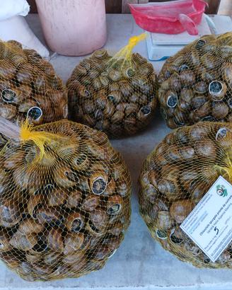 Chiocciole Helix Aspersa