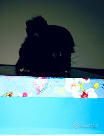 CmChihuahua nero a pelo lungo