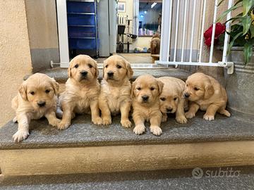 Cuccioli di Golden Retriver